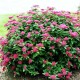 Cununiţă (Spiraea jap. Darts Red)