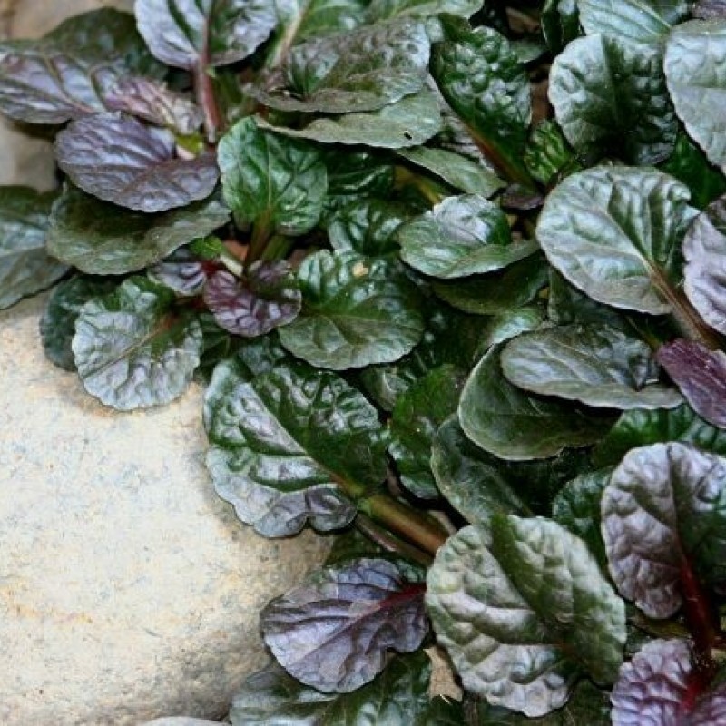 AJUGA REPTANS Blueberry Muffin