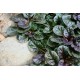 AJUGA REPTANS Blueberry Muffin