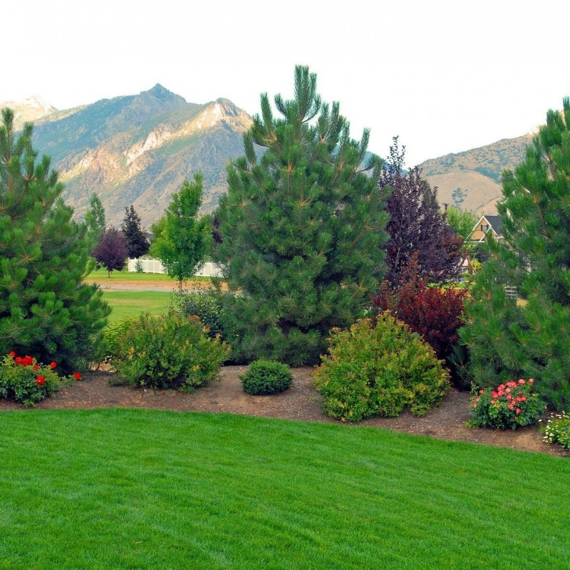 Pin de Munte 30-35cm ( Pinus Sylvestris )