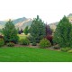 Pin de Munte 30-35cm ( Pinus Sylvestris )