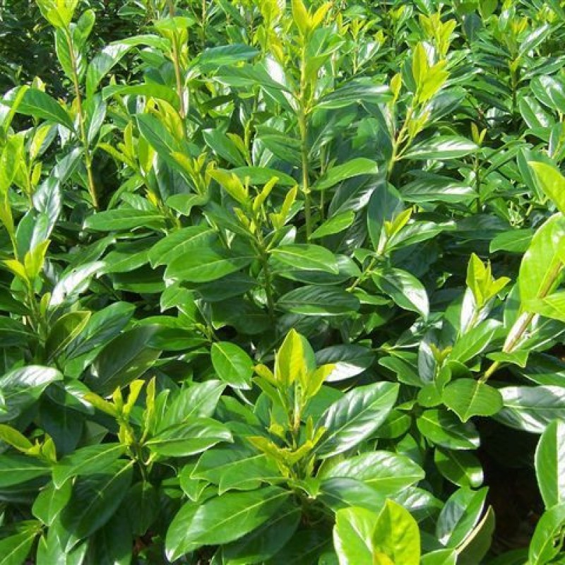 Gard viu Laur Englezesc (Prunus Laurocerassus Novita) 30-40cm