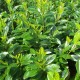 Gard viu Laur Englezesc (Prunus Laurocerassus Novita) 30-40cm