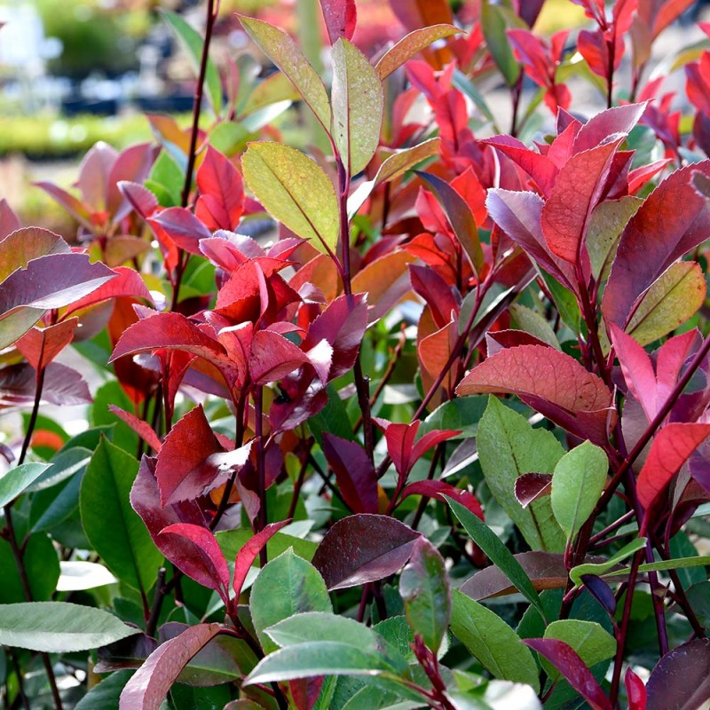 Gard viu Photinia RED ROBIN