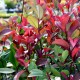 Gard viu Photinia RED ROBIN