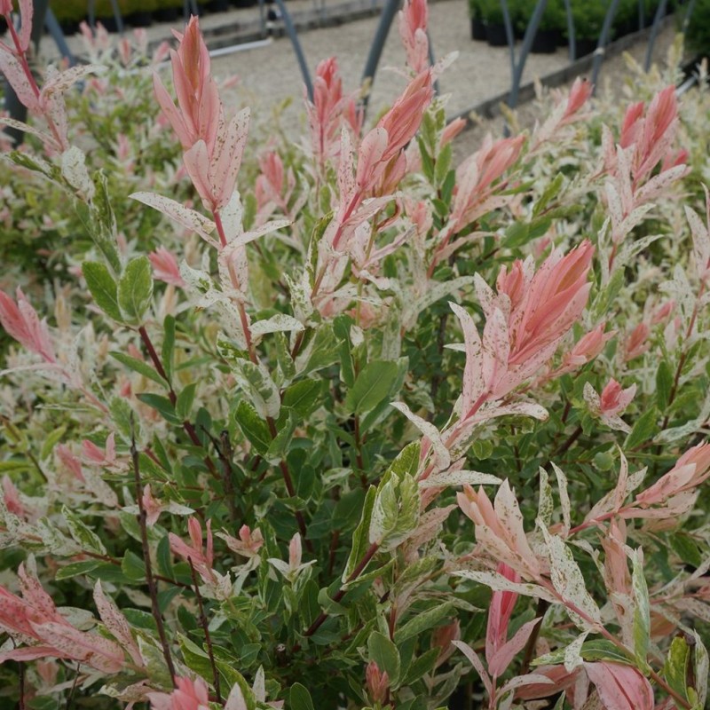 Salix int. HAKURO-NISHIKI
