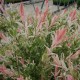 Salix int. HAKURO-NISHIKI