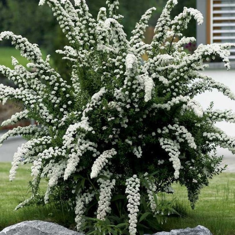 Cununiță albă - Spiraea cinerea 'Grefsheim'