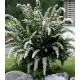 Cununiță albă - Spiraea cinerea 'Grefsheim'