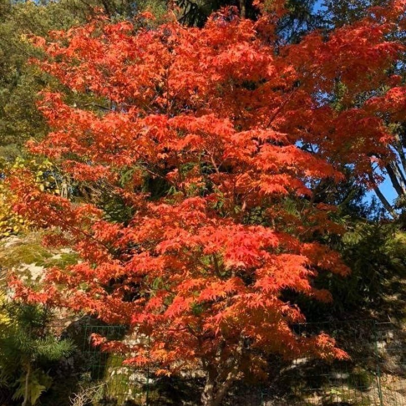 Artar Japonez KATSURA (Acer palmatum Katsura)
