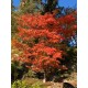Artar Japonez KATSURA (Acer palmatum Katsura)