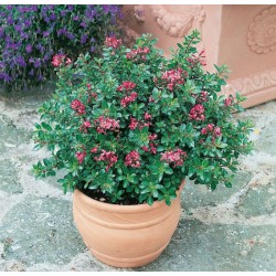 Escallonia ‘Red Dream’
