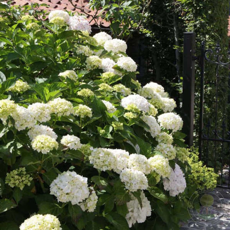 Hortensia macrophylla ‘Soeur Thérèse’