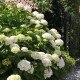 Hortensia macrophylla ‘Soeur Thérèse’