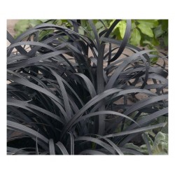 Barba șarpelui (Ophiopogon planiscapus Niger)