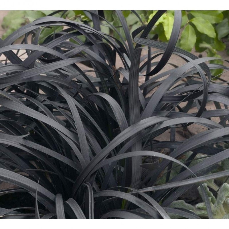 Barba șarpelui (Ophiopogon planiscapus Niger)