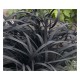 Barba șarpelui (Ophiopogon planiscapus Niger)