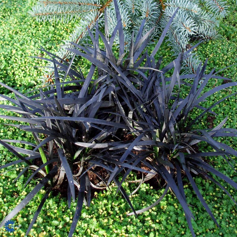 Barba șarpelui (Ophiopogon planiscapus Niger)