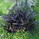 Barba șarpelui (Ophiopogon planiscapus Niger)