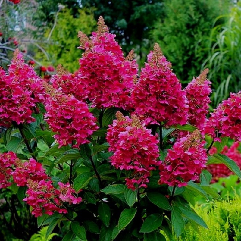 Hortensia WIMS RED