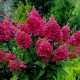 Hortensia WIMS RED