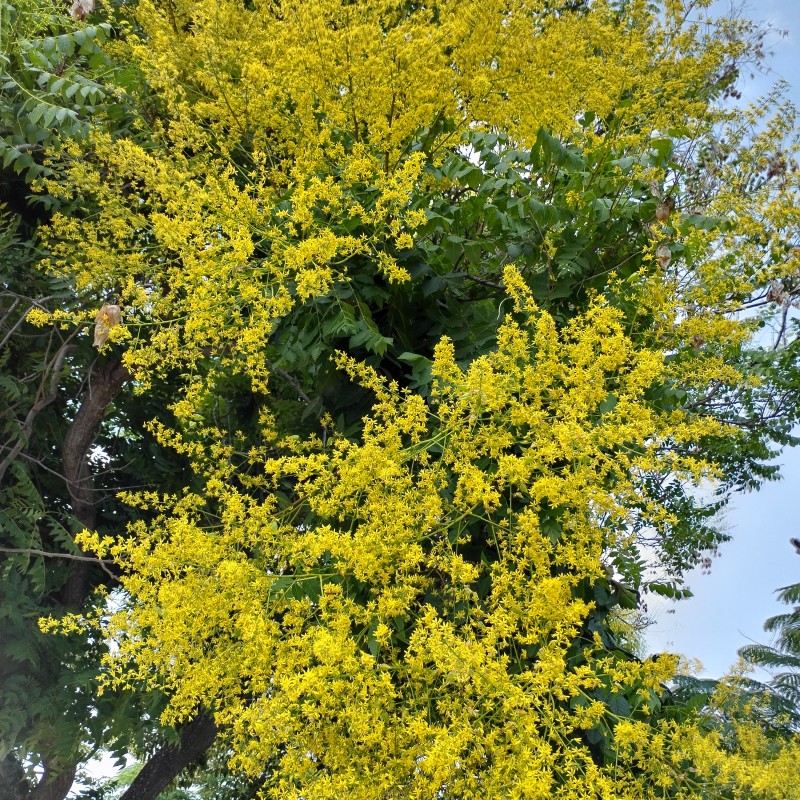 Oțetar Galben (Koelreuteria paniculata)