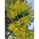 Oțetar Galben (Koelreuteria paniculata)