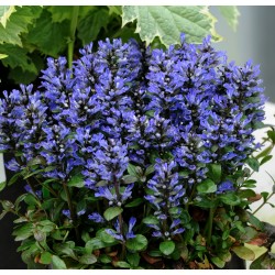 AJUGA REPTANS Blueberry Muffin