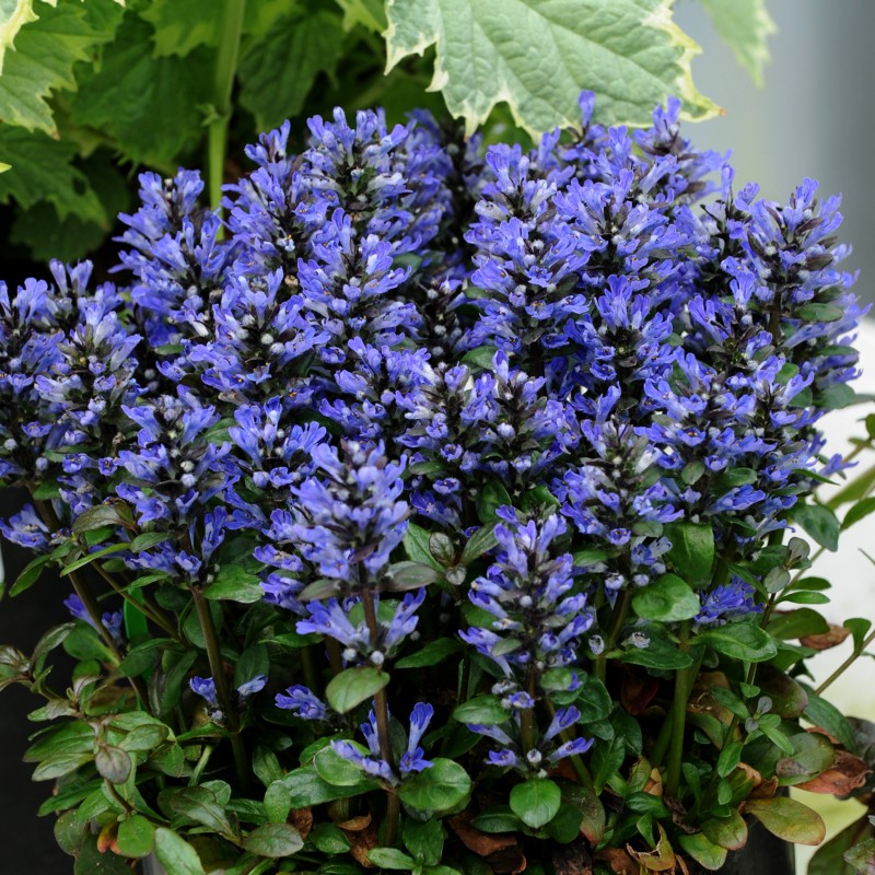 AJUGA REPTANS Blueberry Muffin