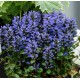 AJUGA REPTANS Blueberry Muffin
