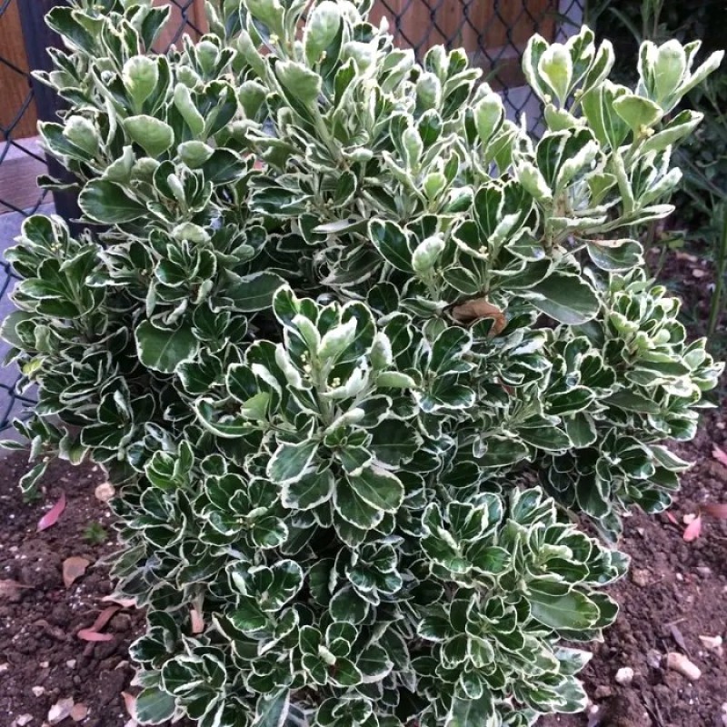 Euonymus japonicus Albomarginatus