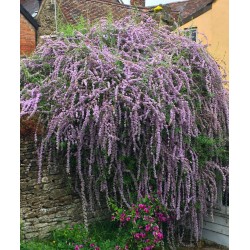 Liliac de Vară - Budleja alternifolia 'Unique' 
