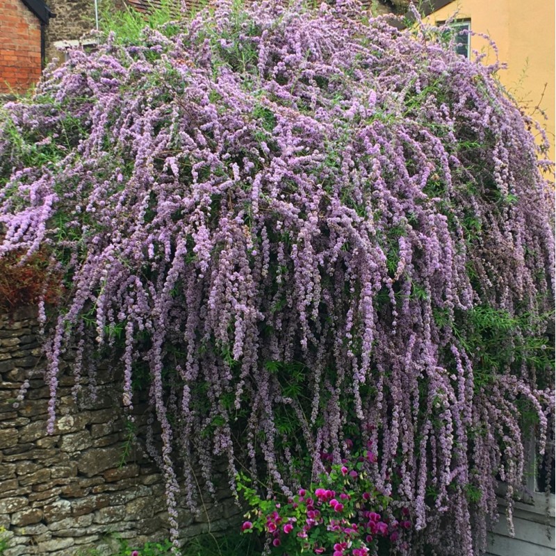 Liliac de Vară - Budleja alternifolia 'Unique' 