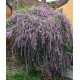 Liliac de Vară - Budleja alternifolia 'Unique' 