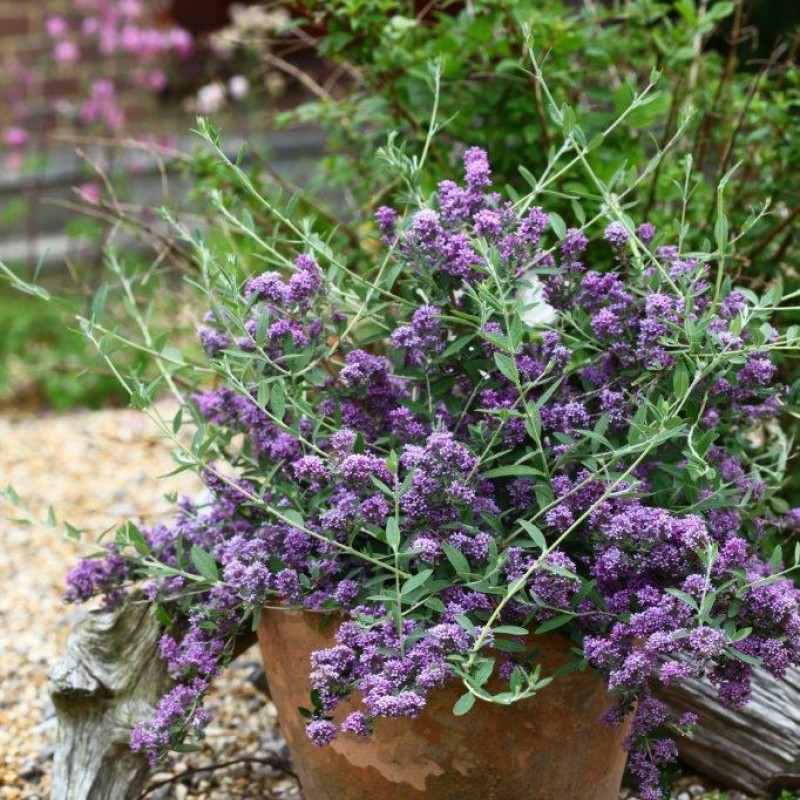Liliac de Vară - Budleja alternifolia 'Unique' 