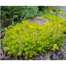 Sedum reflexum ‘Angelina’ 