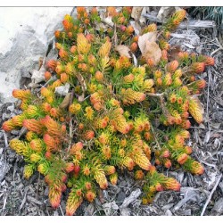 Sedum reflexum ‘Angelina’ 