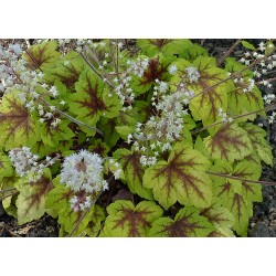 Heuchera ‘Art Nouveau’