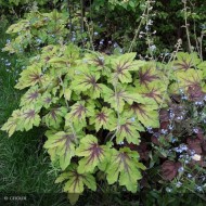 Heuchera ‘Art Nouveau’