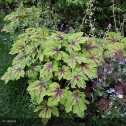 Heuchera ‘Art Nouveau’