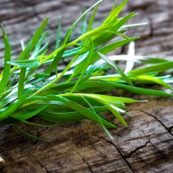 Artemisia dracunculoides – Tarhon rusesc