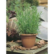 Artemisia dracunculoides – Tarhon rusesc
