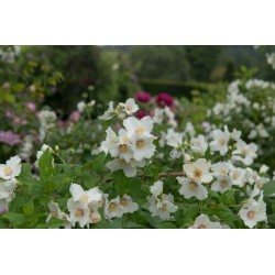 Iasomie (Philadelphus Belle Etoile)