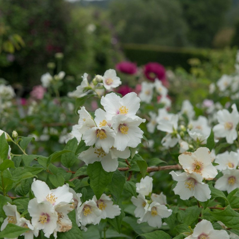 Iasomie (Philadelphus Belle Etoile)