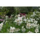 Iasomie (Philadelphus Belle Etoile)