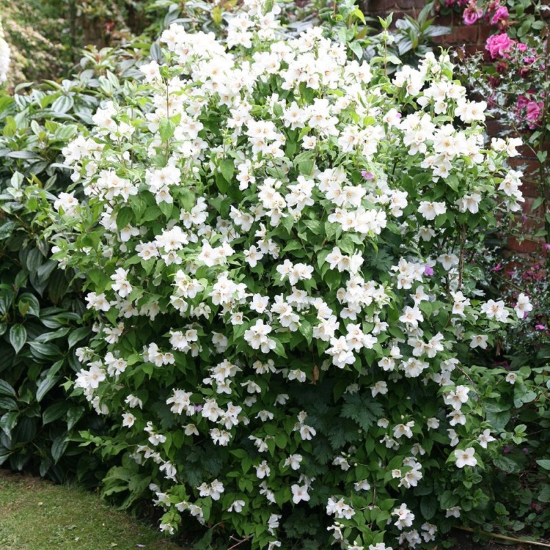 Iasomie (Philadelphus Belle Etoile)