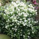 Iasomie (Philadelphus Belle Etoile)