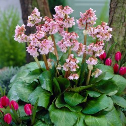 Bergenia ‘Baby Doll’