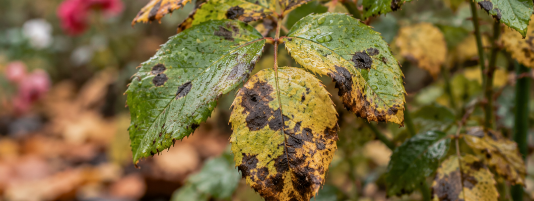 Petele de pe frunze toamna: umezeală, ciuperci sau proces natural?