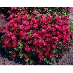 Sedum spurium 'Schorbuser Blut'